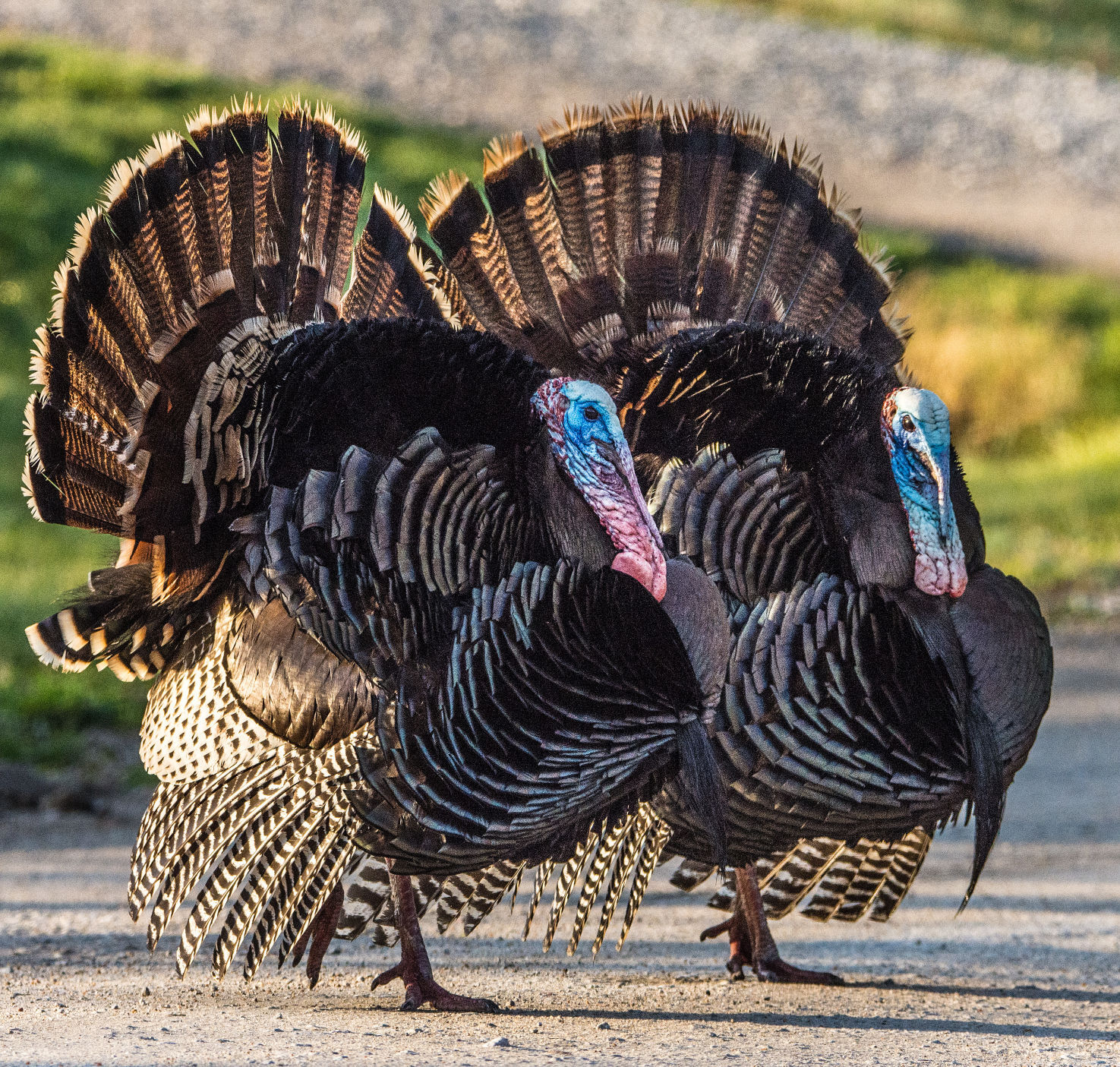 Turkey time